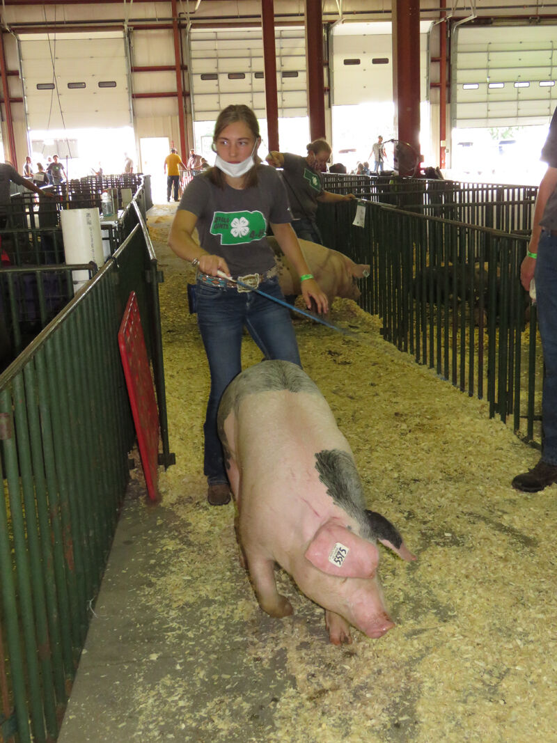 Pig, alley